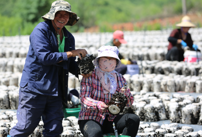 北京密云:光照好雨水多 京郊山村木耳丰收