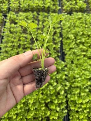 微信图片_2026-03-25_180441_150 微信图片_2026-03-25_180441_150