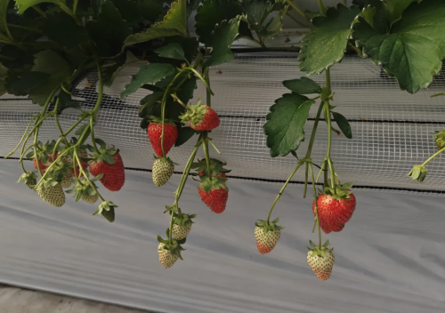 微信图片_2026-01-21_114121_118