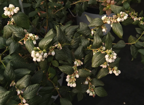 微信图片_2026-01-21_114124_726