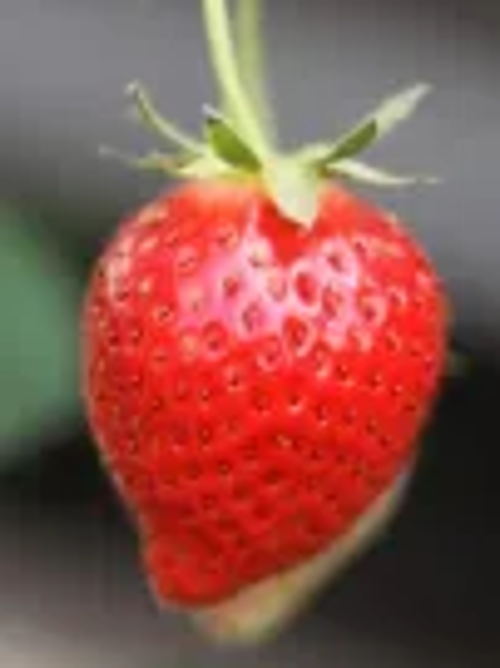 微信图片_2026-02-04_100748_524