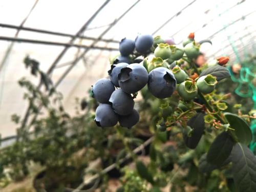 微信图片_2026-03-09_155011_946