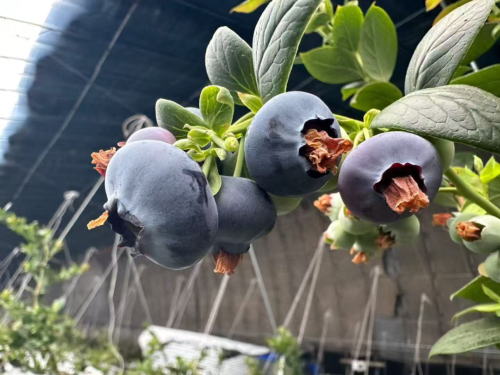 微信图片_2026-03-20_111858_477 微信图片_2026-03-20_111858_477