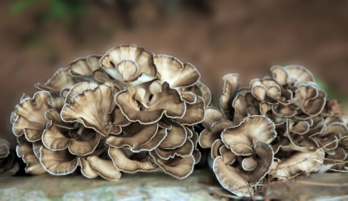 微信图片_2025-12-19_115412_092