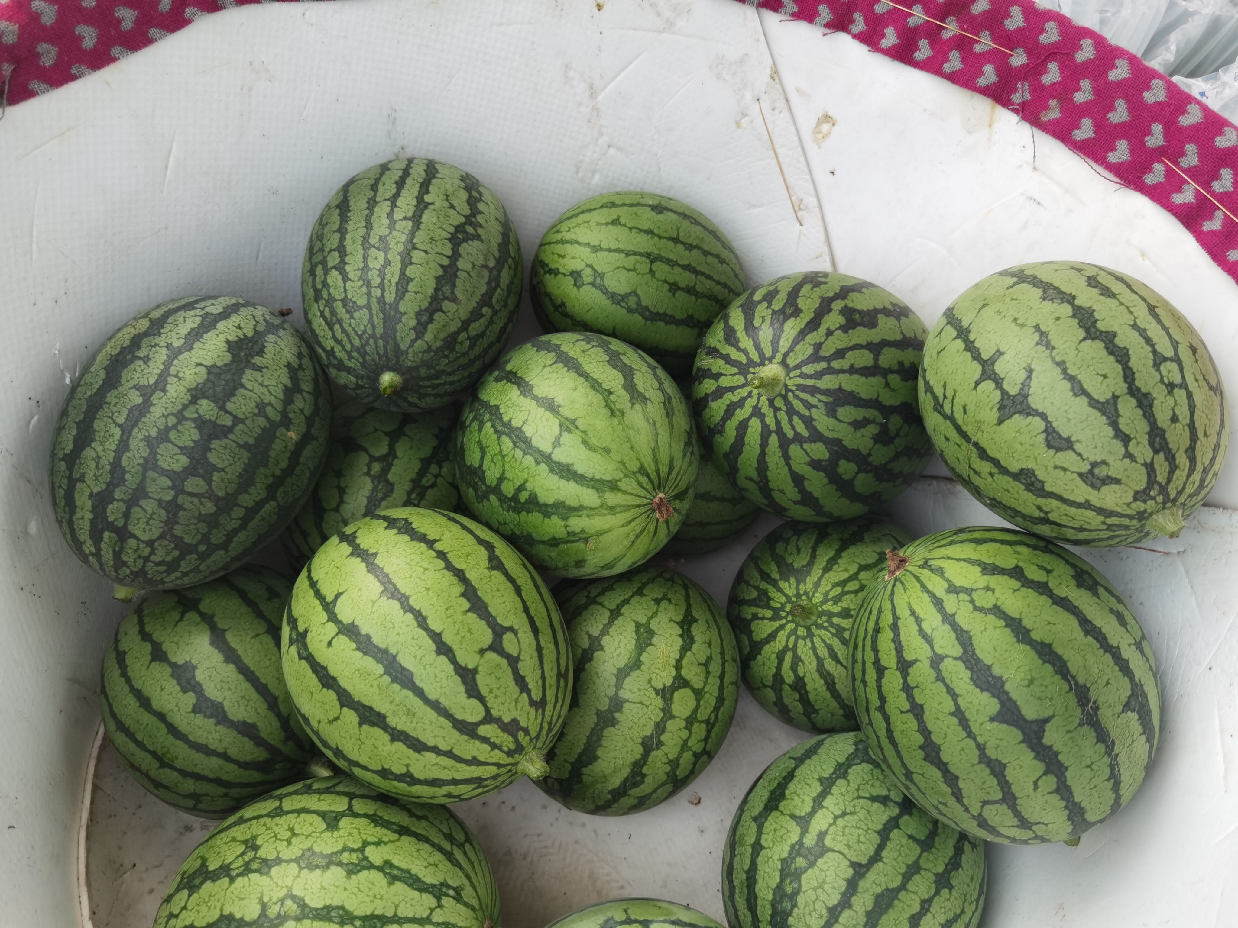 tangzheng2022620201942539034