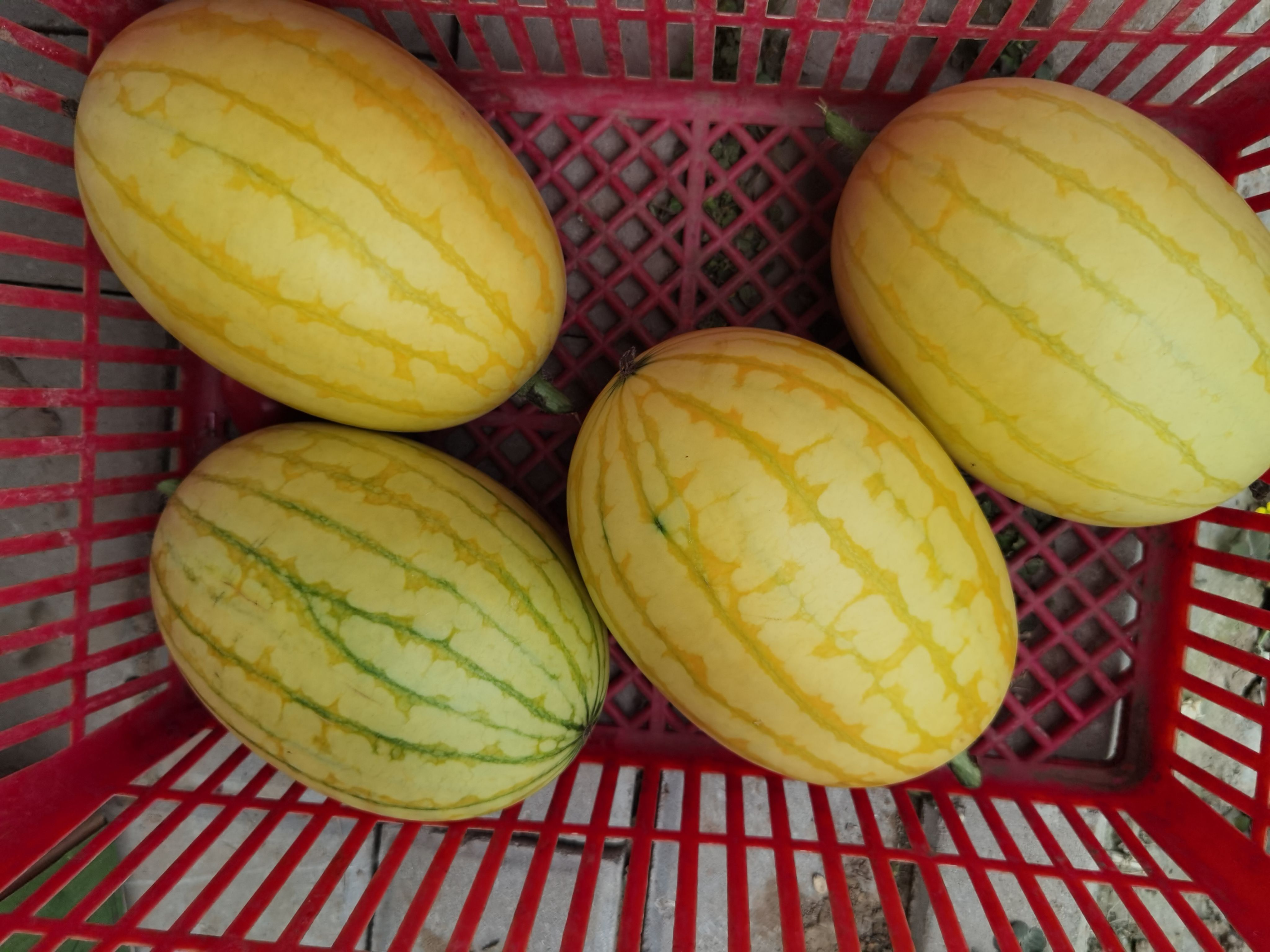 tangzheng2022620201942539035