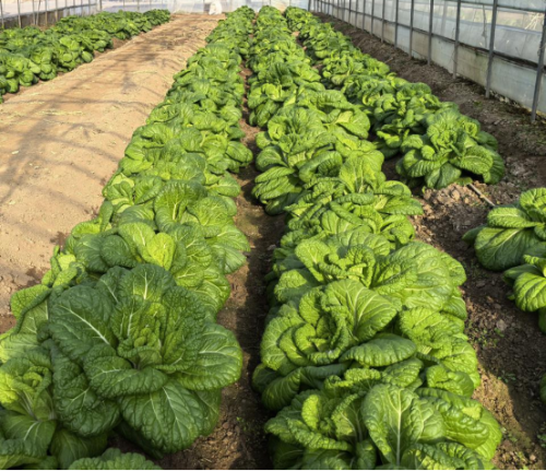 微信图片_2025-12-26_173210_866