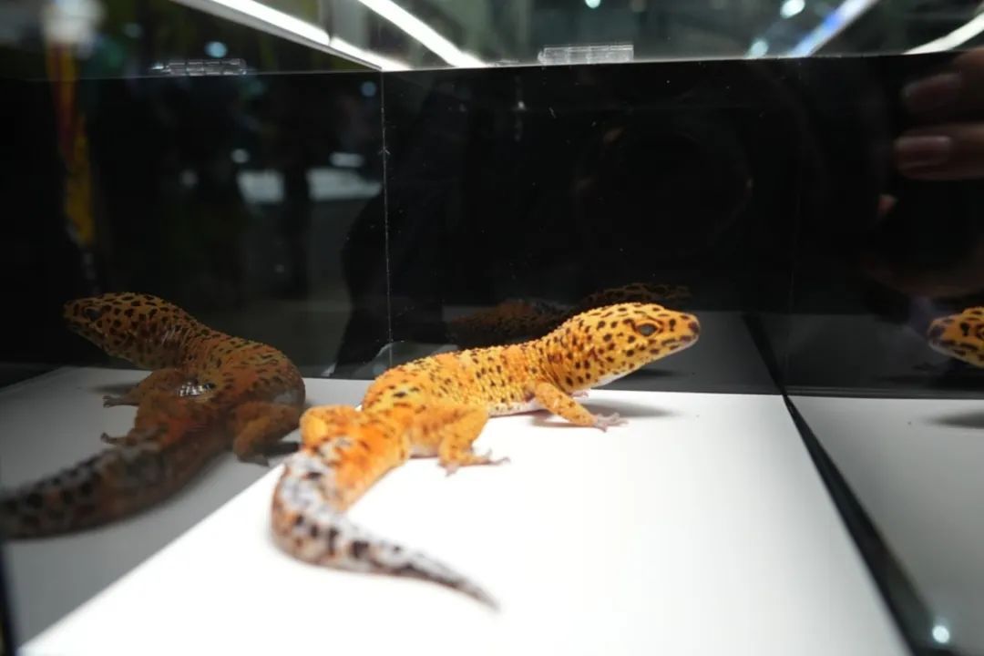 微信图片_20250724163721