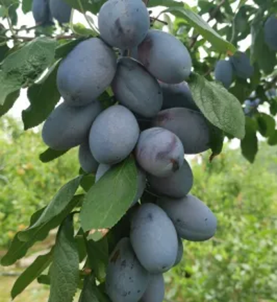 微信图片_2026-09-18_110151_805 微信图片_2026-09-18_110151_805