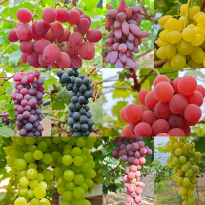 微信图片_2026-09-27_213102_224 微信图片_2026-09-27_213102_224