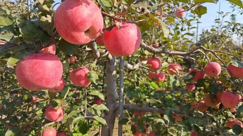 微信图片_2025-11-04_163837_644