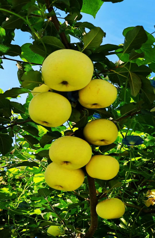 微信图片_2025-11-04_163832_541