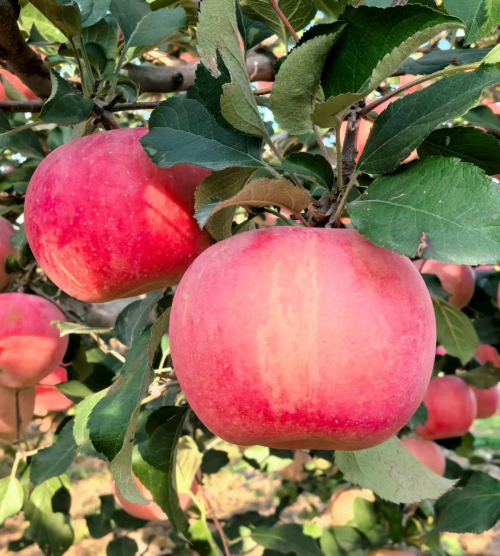 微信图片_2025-11-04_163840_315