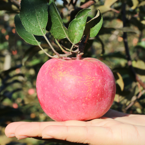 微信图片_2025-11-04_163909_595