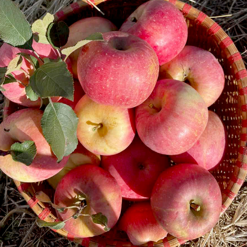 微信图片_2025-11-04_163915_428