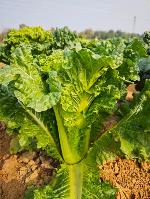 微信图片_2025-11-04_163918_027