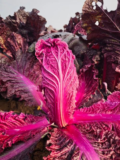 微信图片_2025-11-04_163924_619