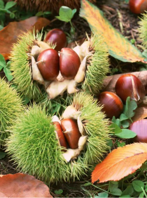 微信图片_2025-11-04_173432_780