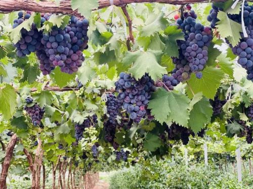 微信图片_2025-11-05_111802_019