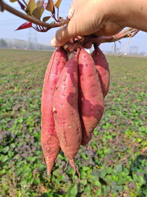 微信图片_2025-11-13_171735_649