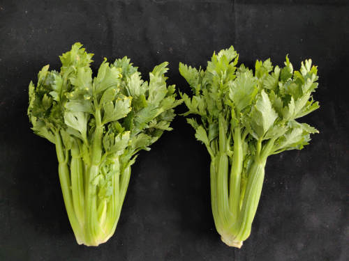 微信图片_2025-11-13_171733_248