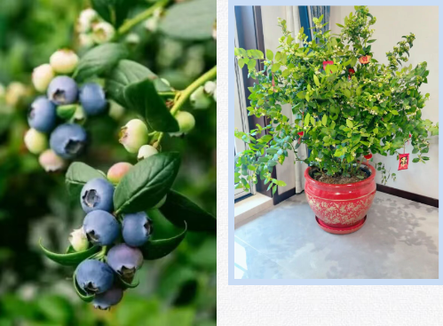 微信图片_2025-12-01_105321_556 微信图片_2025-12-01_105321_556