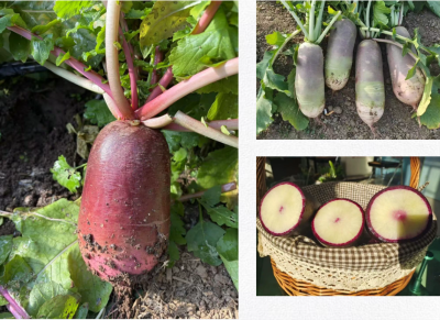 微信图片_2025-12-05_173650_959 微信图片_2025-12-05_173650_959