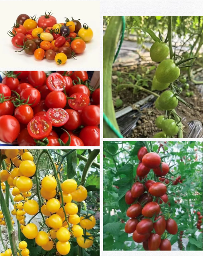 微信图片_2025-12-05_173655_391 微信图片_2025-12-05_173655_391