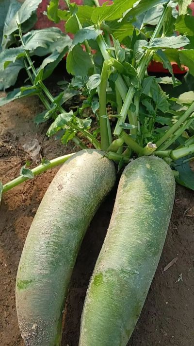 微信图片_2025-12-05_173544_039 微信图片_2025-12-05_173544_039