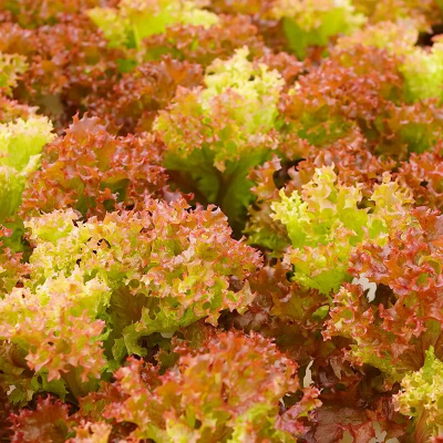 微信图片_2025-12-19_173349_302