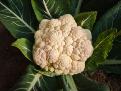 微信图片_2025-12-26_153547_407