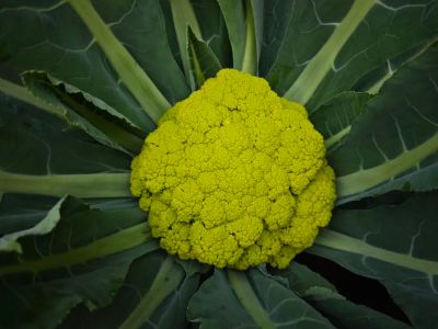 微信图片_2025-12-26_153552_967