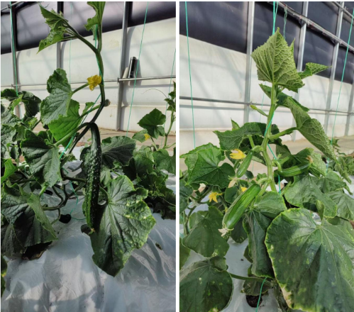 微信图片_20250407150430