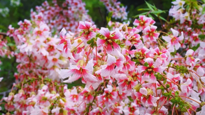 微信图片_2026-03-31_180421_459