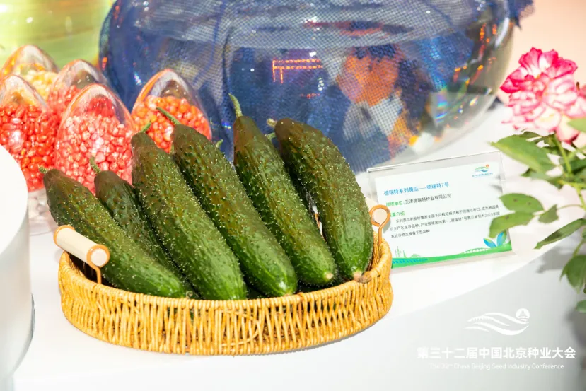 “德瑞特7号”黄瓜展示
