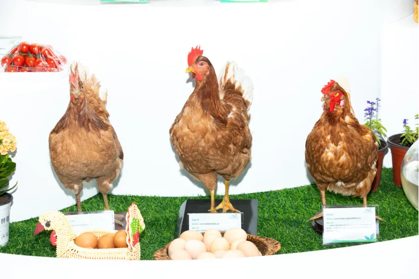 三只国产高产蛋鸡标本