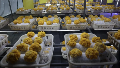 微信图片_2025-12-04_180201_952