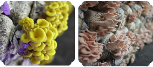 微信图片_2025-12-04_180204_024