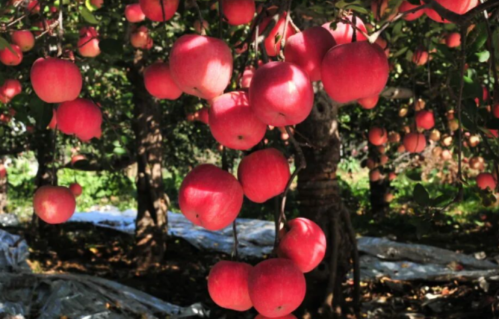 微信图片_2025-12-29_110309_747