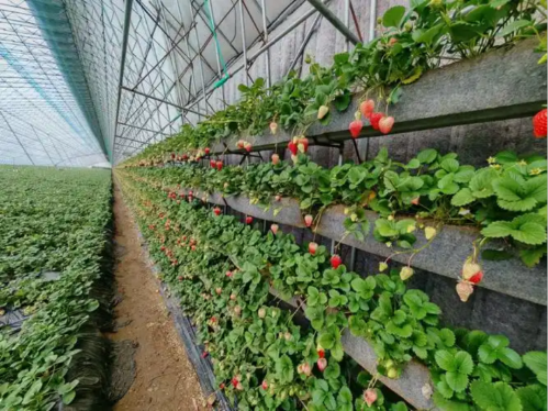 微信图片_2025-12-29_115843_051