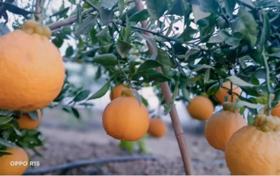 微信图片_2026-01-05_093619_412