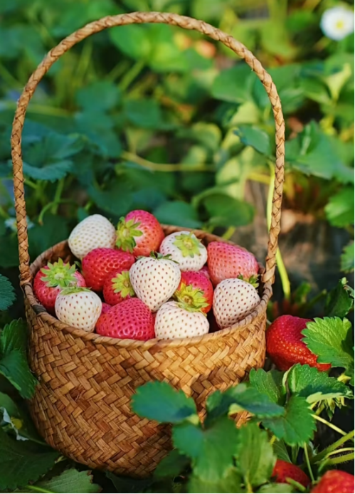 微信图片_2026-01-08_172925_222