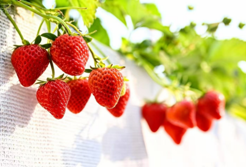 微信图片_2026-01-08_172928_190