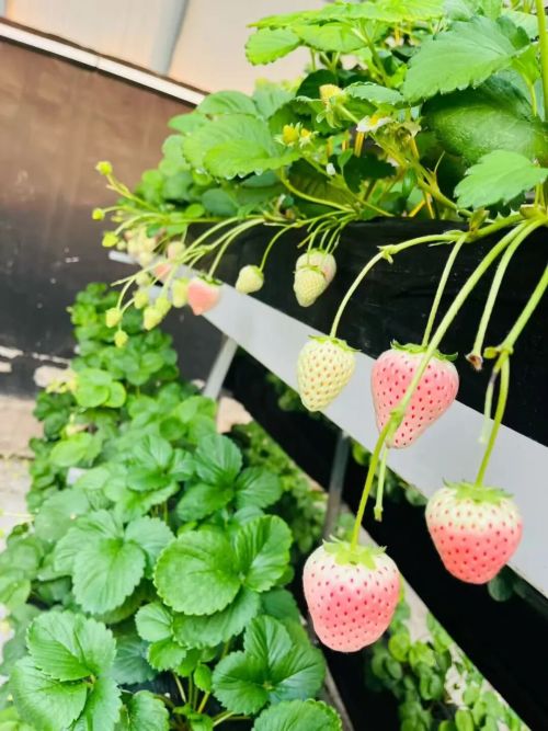 微信图片_2026-01-30_100357_849