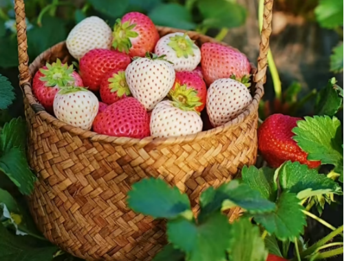 微信图片_2026-01-30_100350_298