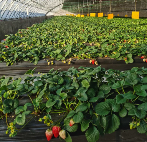 微信图片_2026-02-04_095042_493