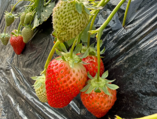 微信图片_2026-02-05_100128_153