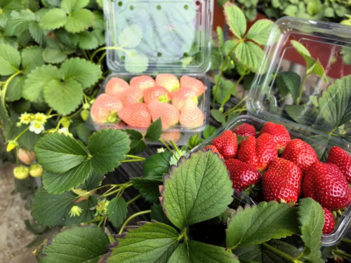 微信图片_2026-02-16_182742_692 微信图片_2026-02-16_182742_692