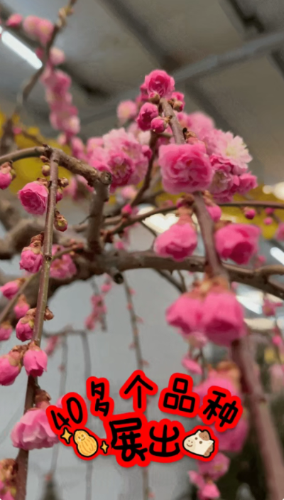 微信图片_2026-02-19_112209_896
