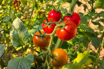 微信图片_2026-02-23_193618_419